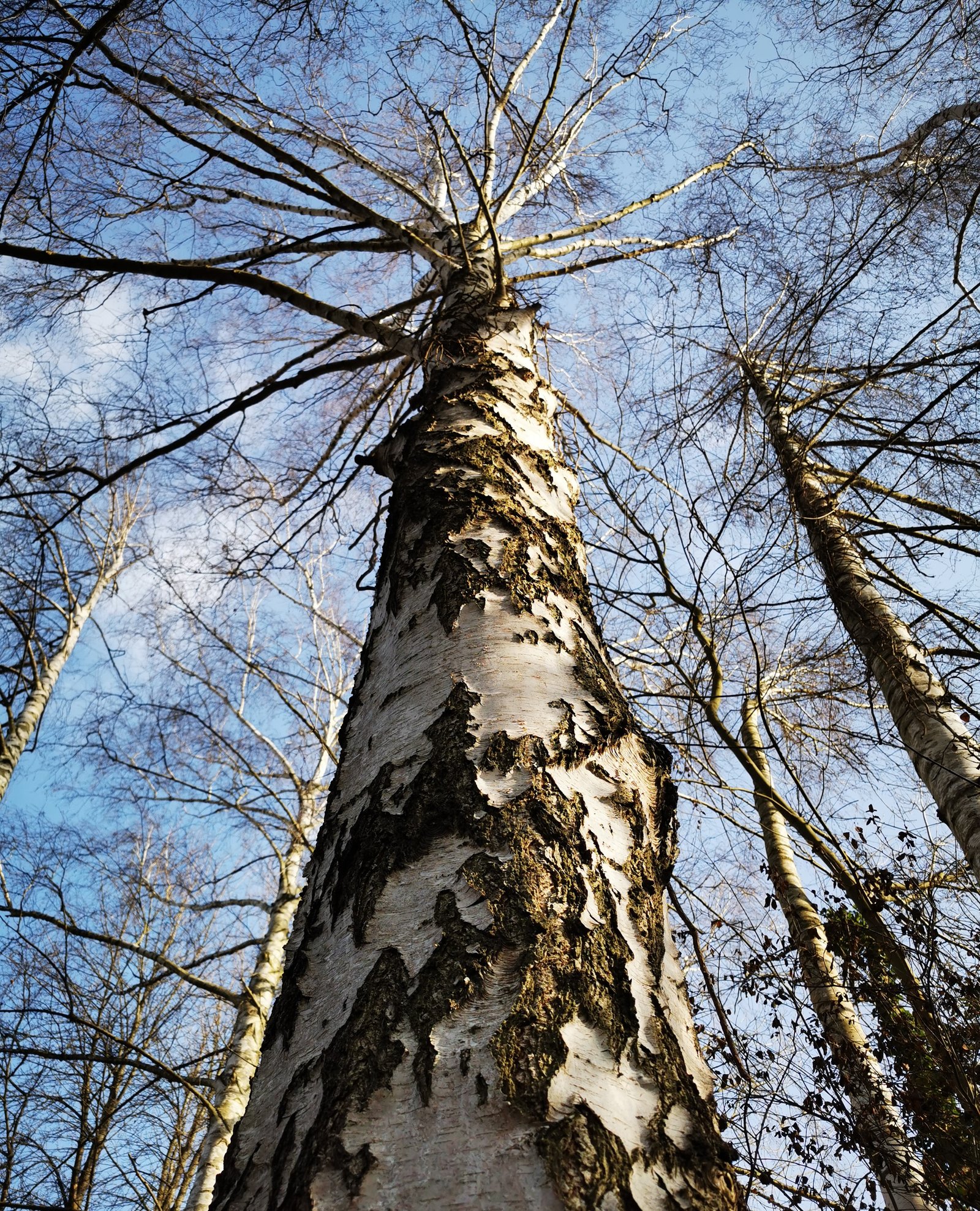 Exploitation Pépinière Grinner - Mentions légales