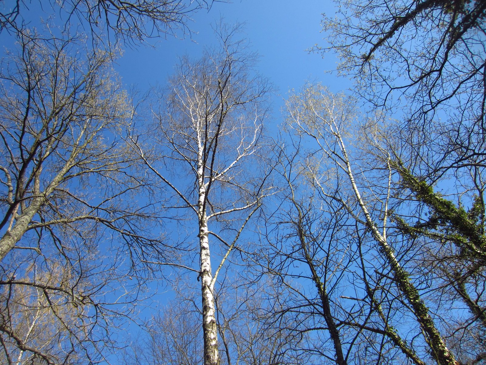 Récolte de sève de bouleau