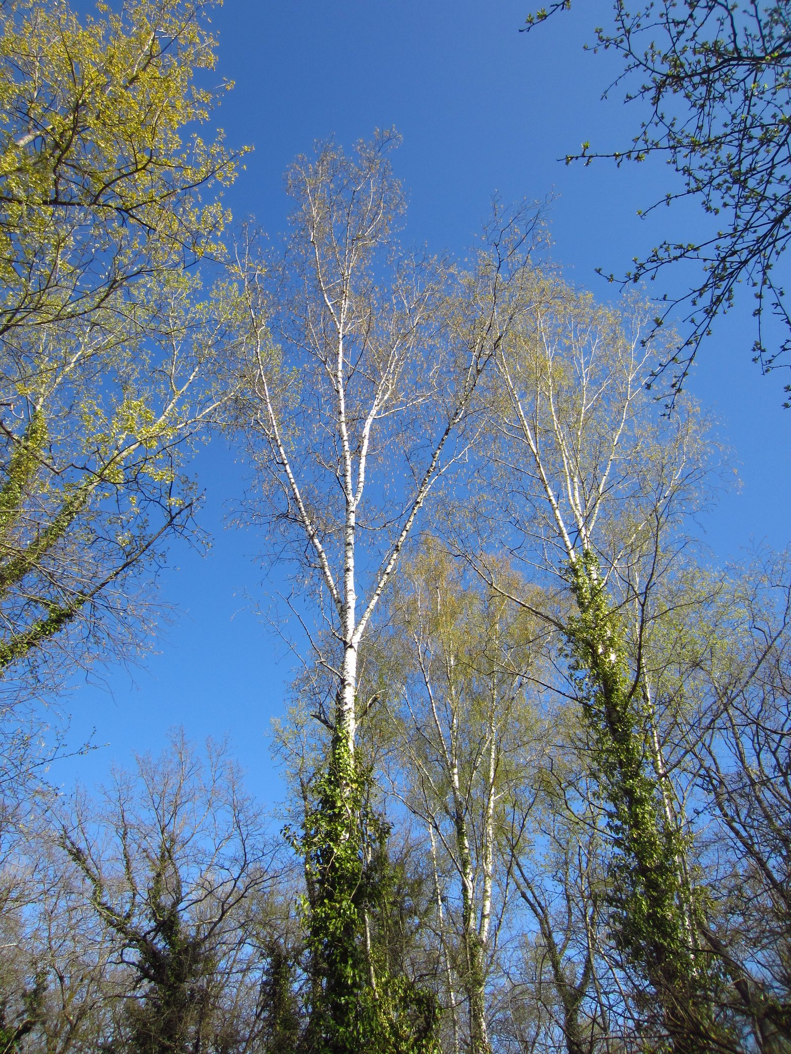 Gamme complète sève de bouleau - Pépinière Grinner