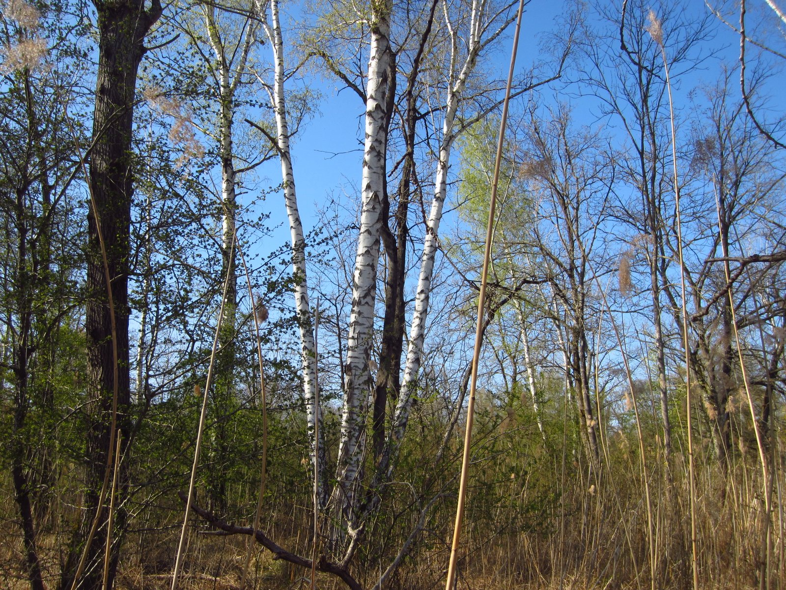 Sève de bouleau fraîche - Pépinière Grinner