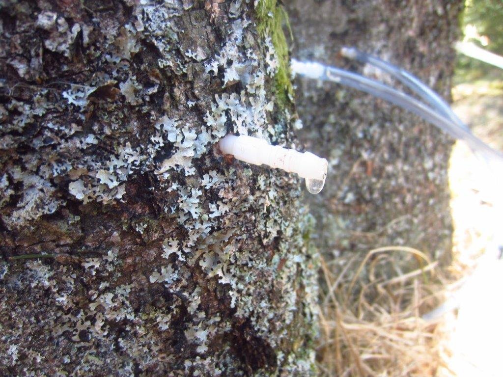 Produits sève de bouleau